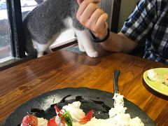 -more than meow吴止猫主题餐厅(承德 中船汇店)