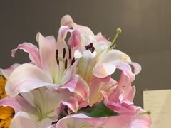 -梵猫·新养生(加州广场店)