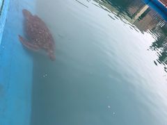 -广东惠东海龟国家级自然保护区
