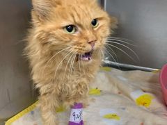 -纳吉亚猫专科动物诊疗中心(蒋宅口分院)