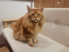 -藏猫猫咖啡主题馆(中央大道店)