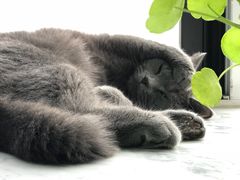 -瑞派福兴宠物医院犬猫全科·骨科·中西医结合(河东店)