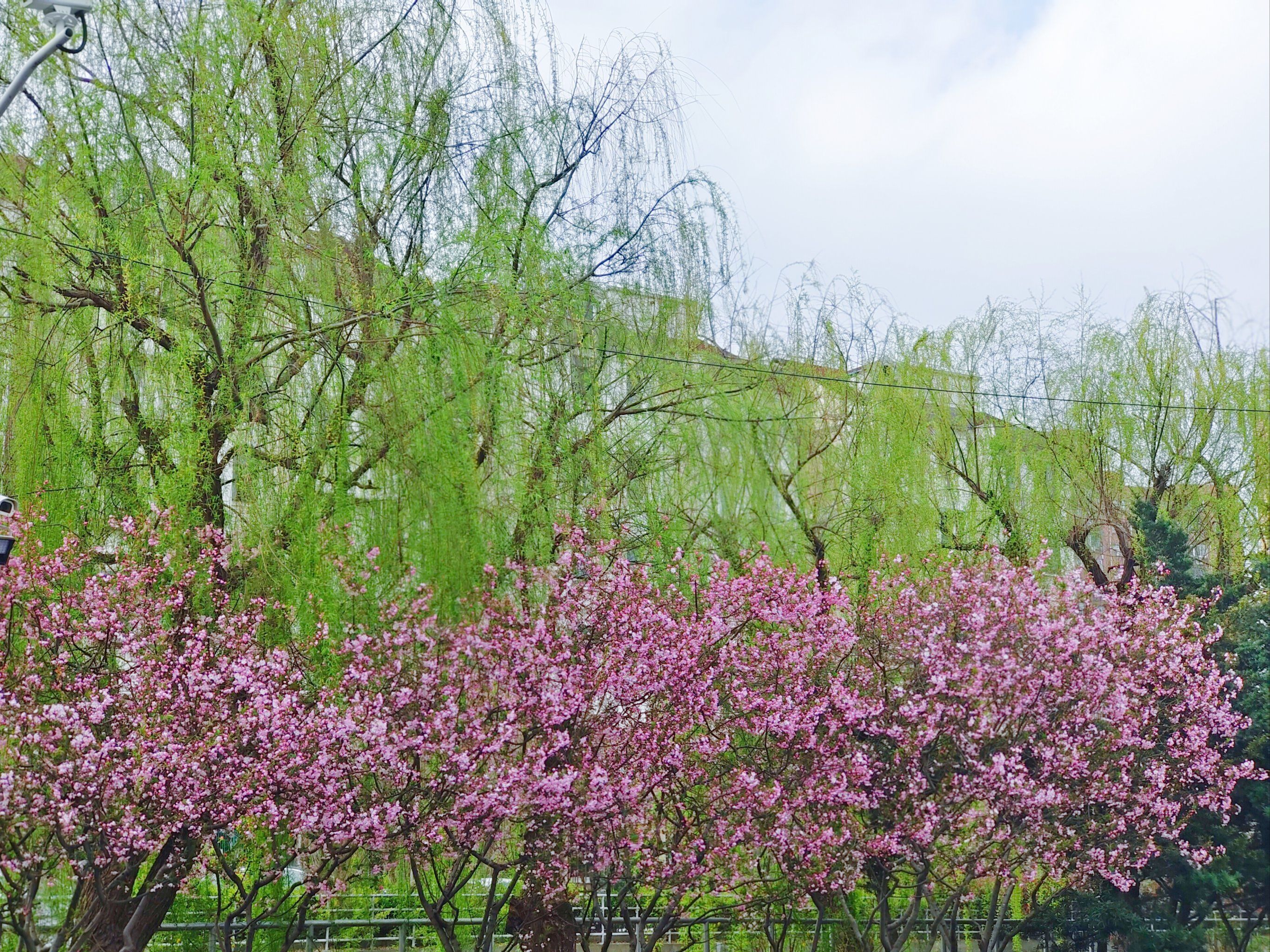 花红柳绿 春光明媚