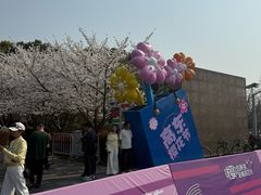 -高东镇樱花园