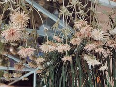 -波比Pizza(新城店)