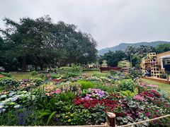 -深圳仙湖植物园