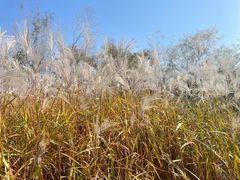 -梁鸿国家湿地公园