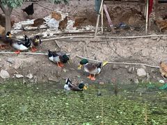 -会江钓鱼钓虾烧烤场