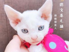 -十年猫舍·猫咪专门店(普陀店)