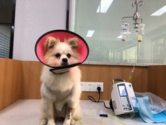 -联合动物医院(光谷诊疗中心)