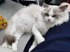 -糯米喵星人总部直营旗舰店·猫舍·幼猫出售