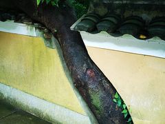 -珞珈山-售票处