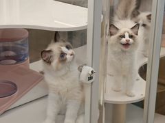 -翊宠yipet猫狗购宠庄园犬舍•猫舍