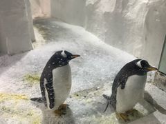 -大连圣亚海洋世界