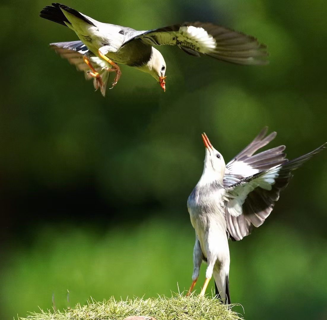天鸽的舞姿,抓拍的一瞬间,#爱护大自然保护野生动物 #野生鸟类摄影