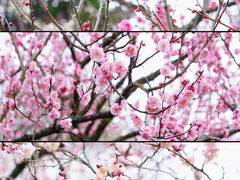 -梅花山(明孝陵内)