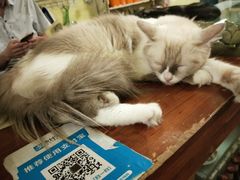 -猫色咖啡·猫咖