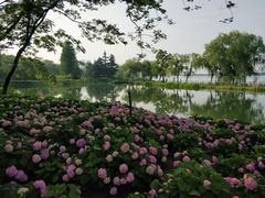 -金银湖国家城市湿地公园