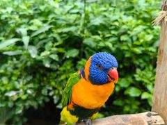 -南宫五洲植物乐园