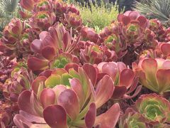 -墨尔本皇家植物园