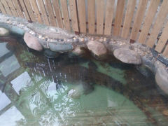 android_upload_pic-上海大自然野生昆虫馆