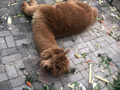 -长白岛森林公园