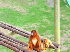 -西霞口神雕山野生动物世界