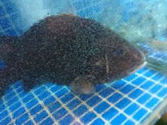 -吉源大排档·鱼生·海鲜(烧烤彩印厂店)