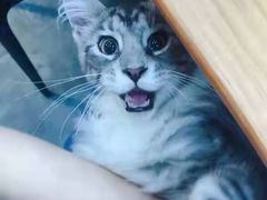 -70cat德文卷毛猫·缅因猫纯种猫舍