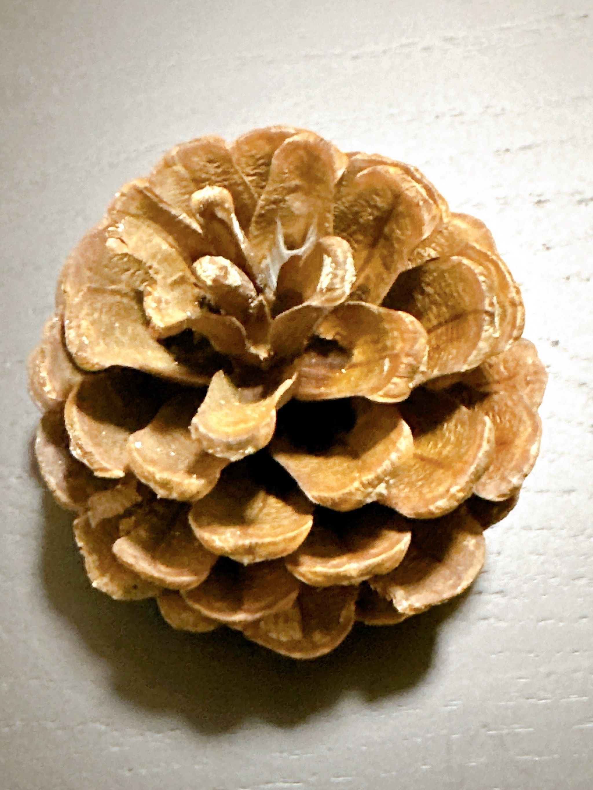 大自然的湿度计