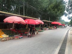 -西瓜小镇