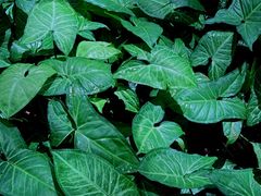 -中国科学院西双版纳热带植物园