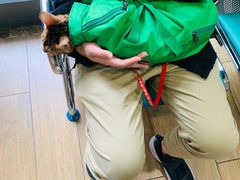 -爱侣·安琦尔宠物医院·中兽医针灸·心内科·狂犬免疫点(宝山区院)