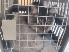 -瑞派康怡24h宠物医院·犬猫医疗中心·微创绝育(瑞景分院)