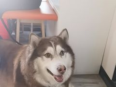 -爱侣宠医·鹦鹉专科·小型哺乳类·异宠专科(灵石路店)