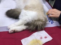 -康成宠物医院24H·CT·核磁共振