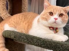 -Bastet sally猫舍购宠(静安店)