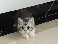 -lincat·猫舍(广州店)