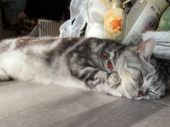 -海边的猫和咖啡馆
