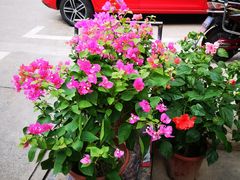 -双季花艺园艺市场(浦东店)