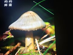 -菌彩云南野生菌火锅(万达广场店)