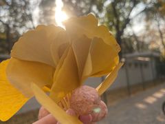-三里屯东五街银杏大道
