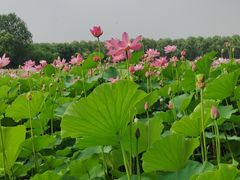 -东郊湿地公园