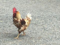 -热田神宫