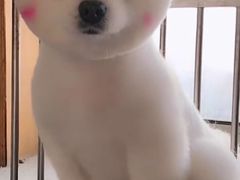 -圣宠宠物(平吉花卉市场店)