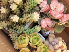 -花鸟鱼虫鲜花绿植市场(玉泉路店)