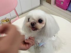 -乐琪宠物医院·犬猫专科·骨外科·急重症