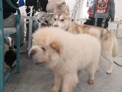-Let's go狗咖·猫咖·奶狗·桌游(春熙路IFS店)