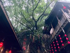 -南山植物园