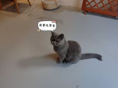 -猫友咖啡店(玉林西路店)